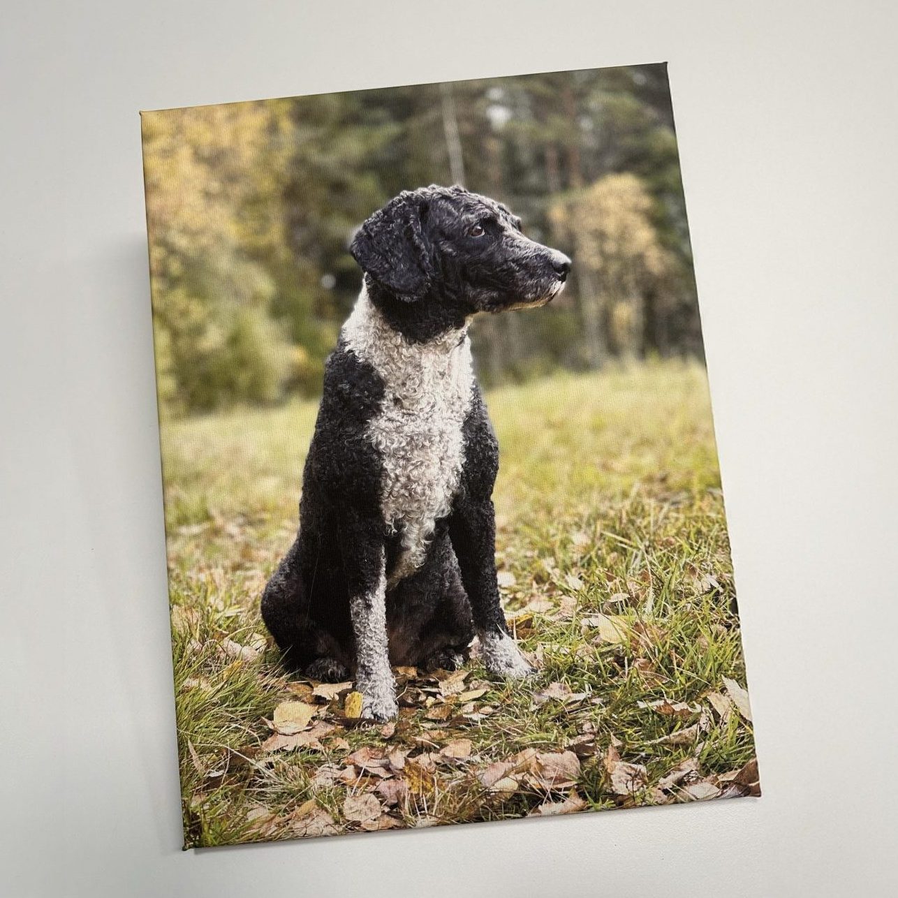 Canvas-taulut ja suurkuvatulosteet